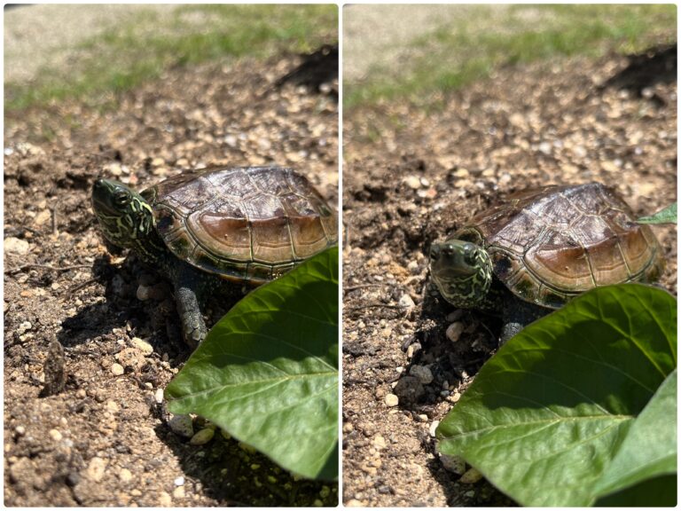 ぼくはカメ