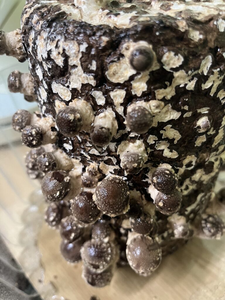 しいたけのピンクちゃん栽培中